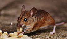 24 Hour & Emergency Exterminators in Kenyon, RI
